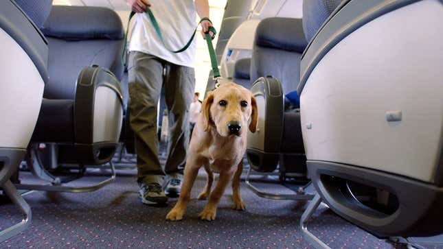 Ein Foto eines Blindenführhundes beim Training im Flugzeug. 